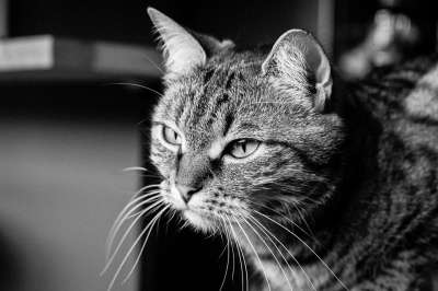猫 肖像 老虎 宠物 脸 胡须 可爱的 基蒂 猫科动物 国内的