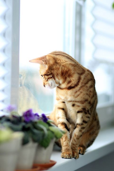 猫 孟加拉 窗户 品种 宠物
