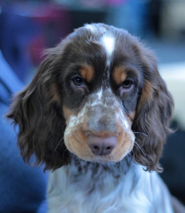 小狗 Dogshow 狗 可爱 甜 毛皮 远程访问 家族树