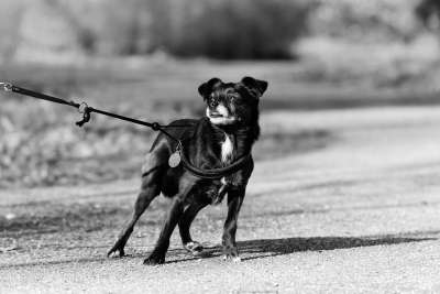 狗 动物 哺乳动物 牙齿 头 犬类 宠物 国内的 绷紧 皮带