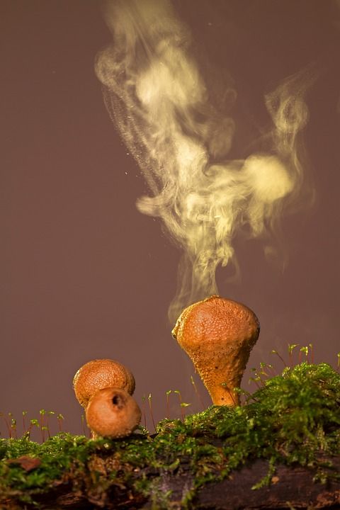 牛人 粉尘 Umbrinum 蘑菇 尘蘑菇 森林蘑菇 子实体