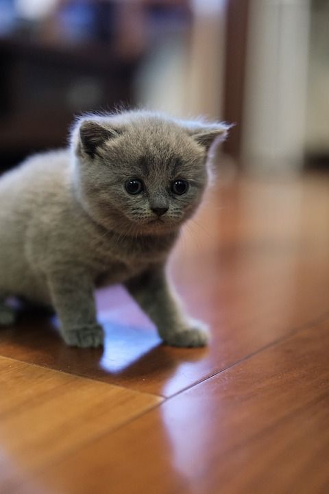 猫 基蒂 蓝猫 英短 英文短 小猫