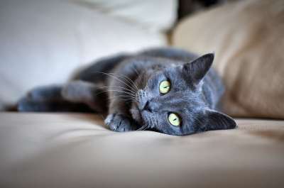 猫 宠物 灰色毛皮 绿眼睛 说谎