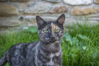 猫 草本植物 动物 宠物 猫科动物 被驯服的