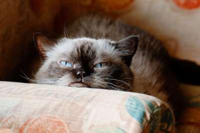 猫 英国短毛猫 家猫 可爱的 家畜 纯种 品种猫 毛皮 头