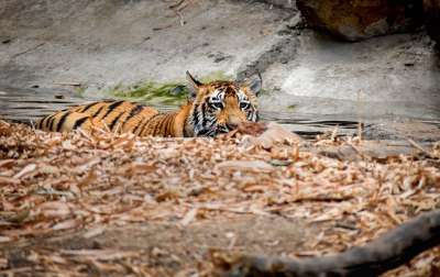 老虎 猫 动物 自然 野生动物 非洲 捕食者 野猫 哺乳动物