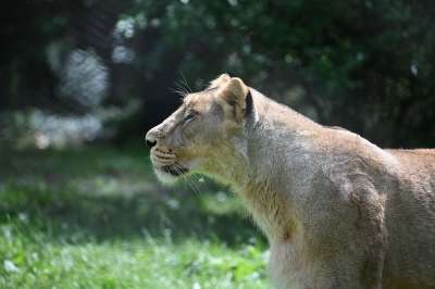 母狮 狮子 动物 哺乳动物 女狮 大猫 野生动物 食肉动物