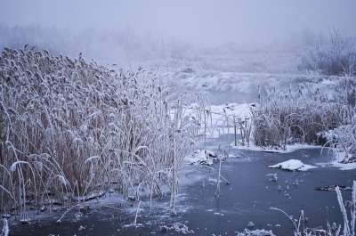 冬天 水 树木 雪 植被 霜 多雾路段 背景 蓝色蔬菜