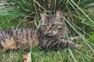 猫 户外的 虎斑猫 自然 草 户外 肖像 小猫 基蒂 老虎