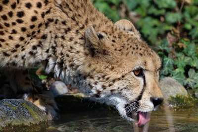 猎豹 兽 动物 哺乳动物 猫科动物 口渴 喝 语 猎豹 猎豹