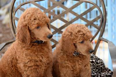 小狗 贵宾犬 标准的贵宾犬 狗 宠物 动物 可爱的 蓬松的