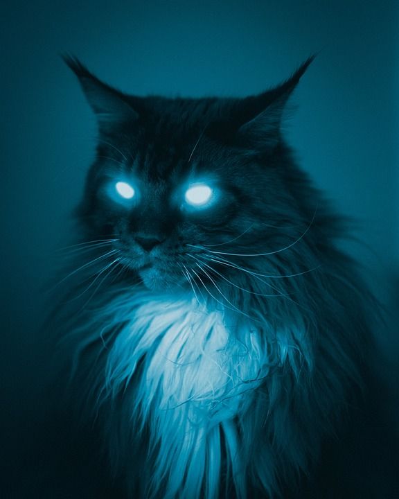 猫 猫科动物 小猫 眼睛 老虎 动物 肖像