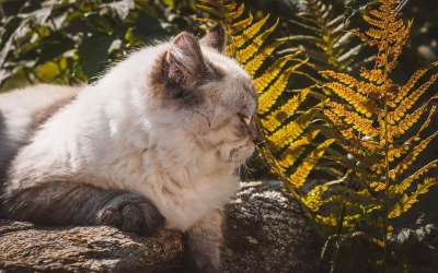 猫 花园 猫科动物 动物 自然 国内动物 户外 国内的猫