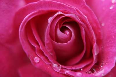 粉色的 玫瑰 特写 花 粉红玫瑰 花园 关 自然 叶子 加西亚