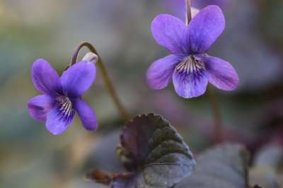 紫色 开花 紫色的 花瓣 春天 花 紫植物 花园 植物群 植物