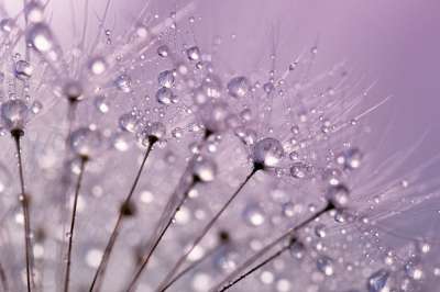 蒲公英种子 蒲公英 水滴 露珠 露滴 花的 花朵 杂草 漂亮