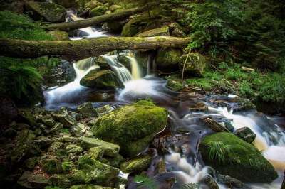 溪 长期接触 Ilse下降 自然 森林 水 河道 苔藓 大气的