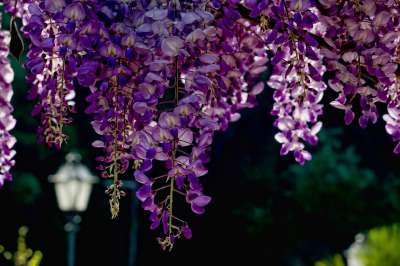 花 植物 花园 自然 紫藤 逆光 花海 春天 花海 花海