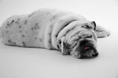 斗牛犬 宠物 狗 动物 水 犬类 国内的 哺乳动物 年轻