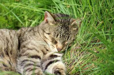 猫 动物 可爱的 睡眠 性质 哺乳动物 宠物 草