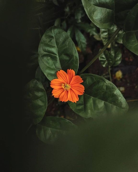花 植物 树叶 橙花 橙色花瓣 盛开 植物群 花园 自然 特写