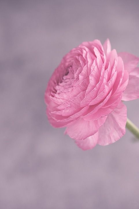 茛 粉色的 花 开花 花瓣 浪漫的 春天的花朵 投标 开花了