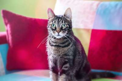 猫 宠物 动物 毛皮 肖像 可爱的 猫科动物 眼睛 头 国内的
