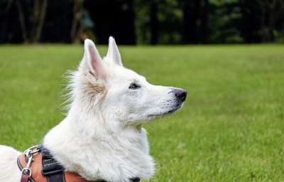 狗 瑞士牧羊犬 更白 动物 肖像