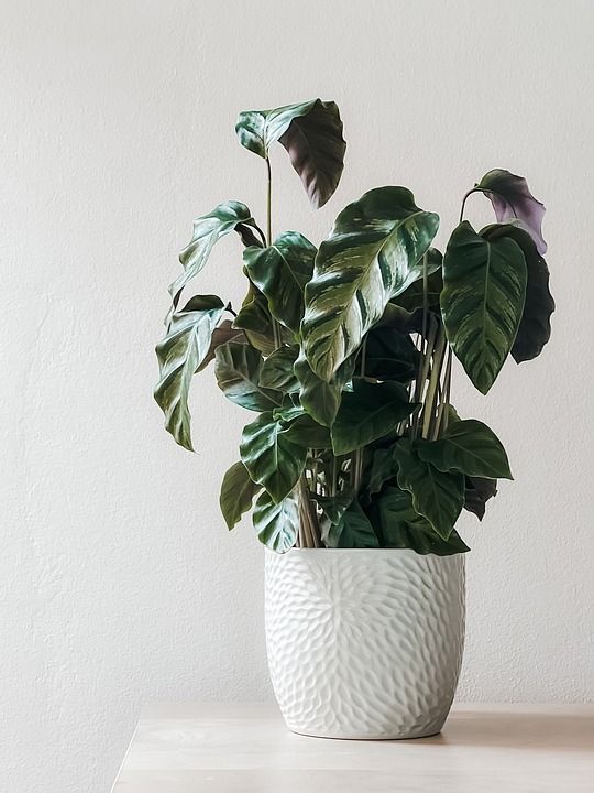 室内植物 盆花 装饰风格 自然 叶子 植物
