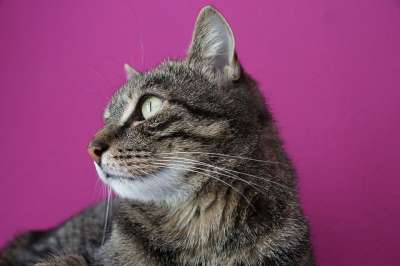 猫 老虎 动物 大猫 捕食者 可爱的 野生动物 家猫 猫脸