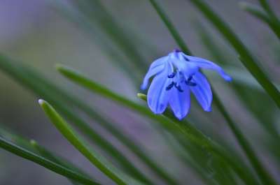 蓝色星星 席拉 杉科 芦笋 开花 蓝色的 盛开 花园 园林植物