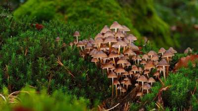 蘑菇 苔藓 森林 森林地面 落下