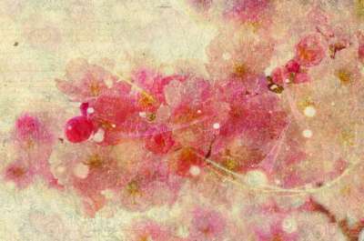 樱花 背景 抽象的 纸 结构体 春天 樱花 樱花 樱花 樱花