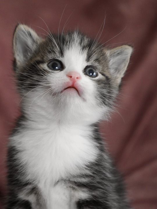 动物 小猫 猫科动物 宠物 哺乳动物 毛皮 胡须 猫 猫 猫