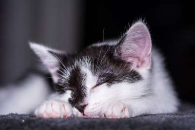 小猫 猫宝宝 年轻的猫 猫 偎 可爱的 动物 猫家族 幼兽