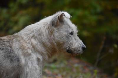 狗 犬类 宠物 国内的 外形 动物
