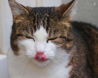 家猫 宿醉 嘴 舌头 舔 食欲 粉红色的舌头 猫的舌头 家畜