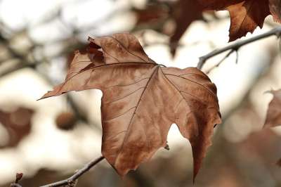 枝杈 树叶 秋天 自然 落下 季节 叶子 特写