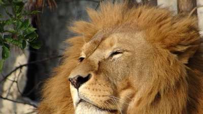 狮子 哺乳动物 兽中之王 动物 野猫 捕食者 野生动物 鬃毛