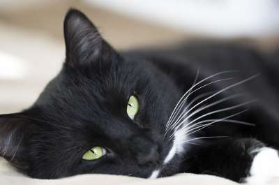 猫 床 惬意 可爱的 宠物 猫着 找猫 灰猫 灰色的床