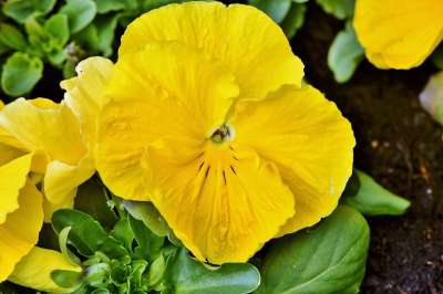 三色堇 开花 春天的花朵 春天 花园 盛开 花坛 植物 自然