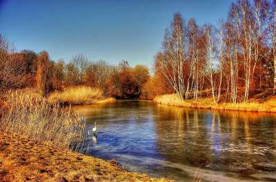 Gifhorn 磨湖 Schloßsee 天鹅 树木 景观 自然