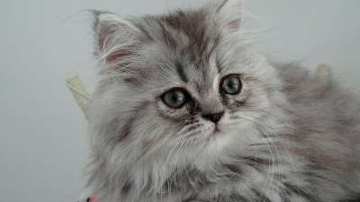 猫 猫科动物 头发 猫咪 公猫 Twink 拥抱 小猫