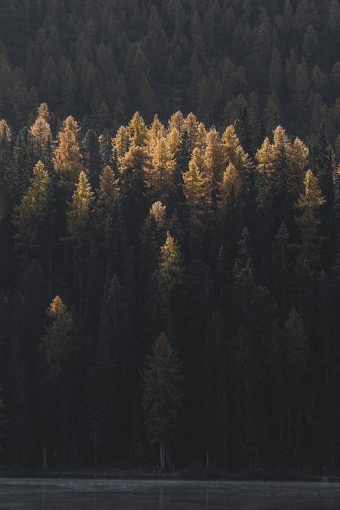树木 森林 湖 水 针叶树 针叶 针叶林 秋天 常绿 林地