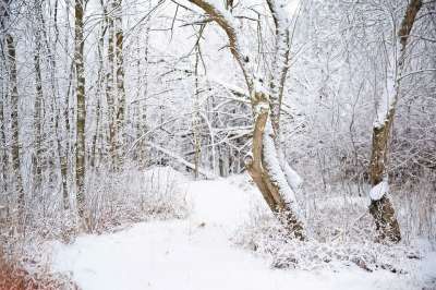 森林 小路 冬天 雪 树木 踪迹 霜 冻结 寒冷的 下雪的