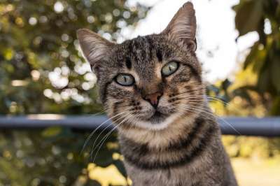 猫咪 梅莱 动物 小猫 动物医院 头 国内的 哺乳动物 毛茸茸