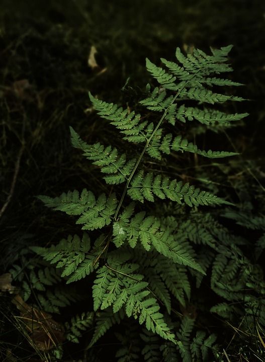 森林 蕨类 自然 树叶 叶子 植物