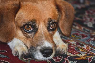 狗 宠物 犬类 动物 毛皮 鼻子 哺乳动物 狗肖像 国内动物