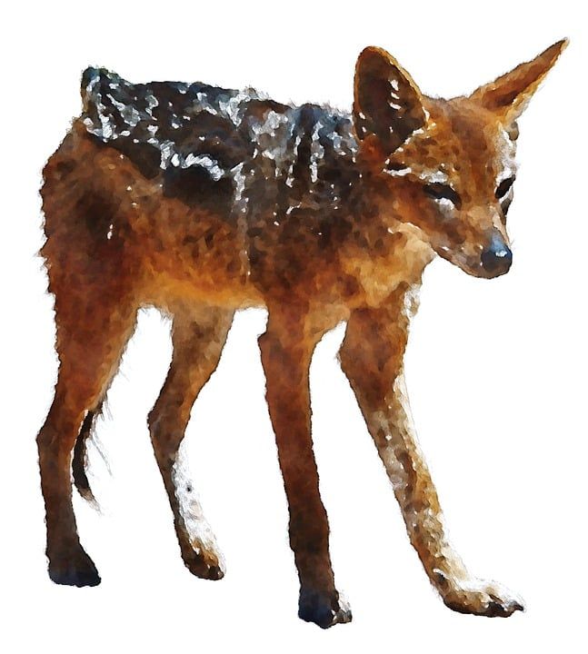 狐狼 儿童 水彩画 动物 画画 可爱的