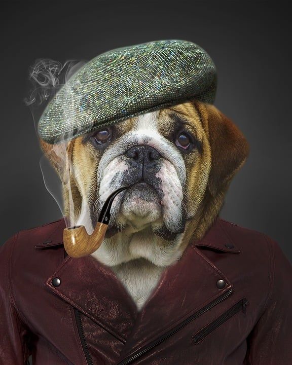 狗 宠物 动物 犬类 快乐的 小狗 自然 可爱的 肖像 美术